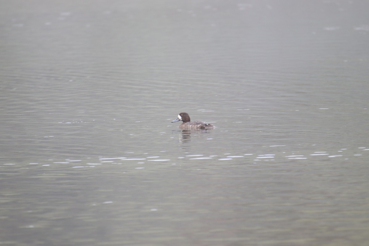 Greater Scaup - ML617315189
