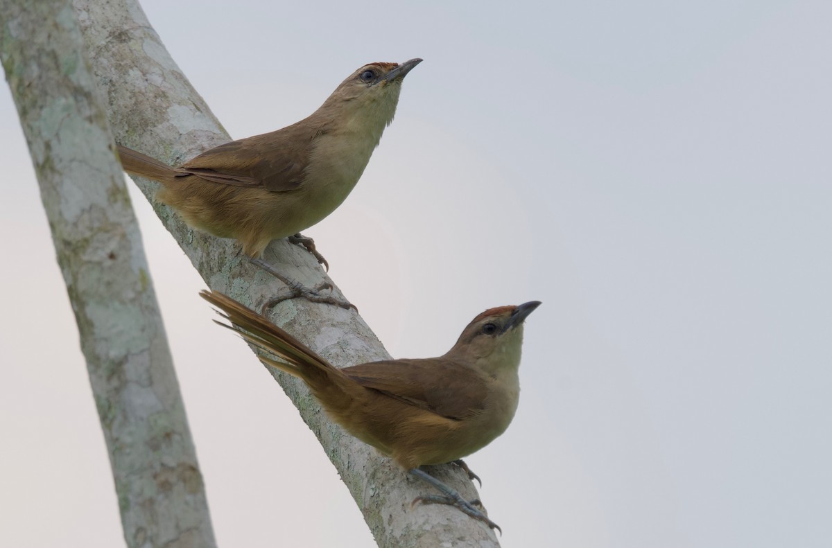 Rufous-fronted Thornbird - ML617315231