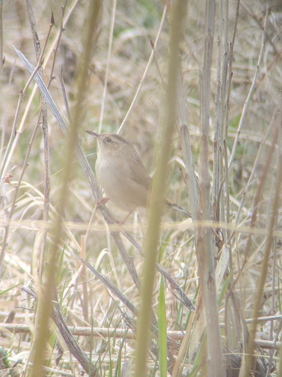 Marsh Wren - ML617315233