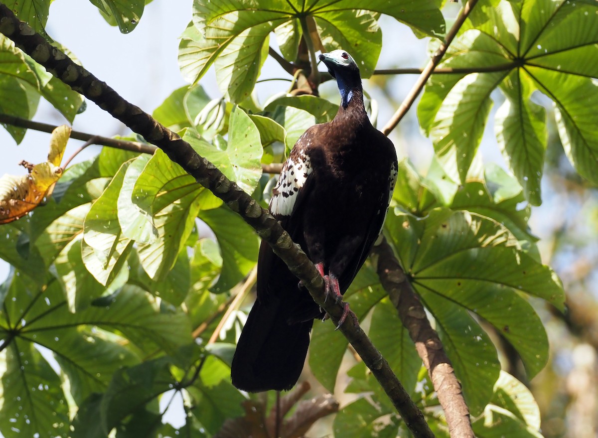 Trinidad Piping-Guan - ML617315250