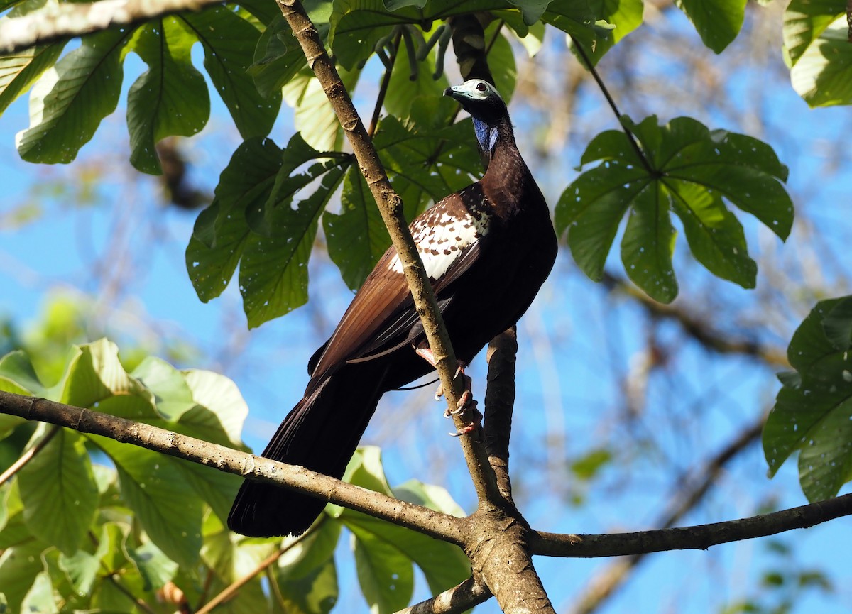 Trinidad Piping-Guan - ML617315252