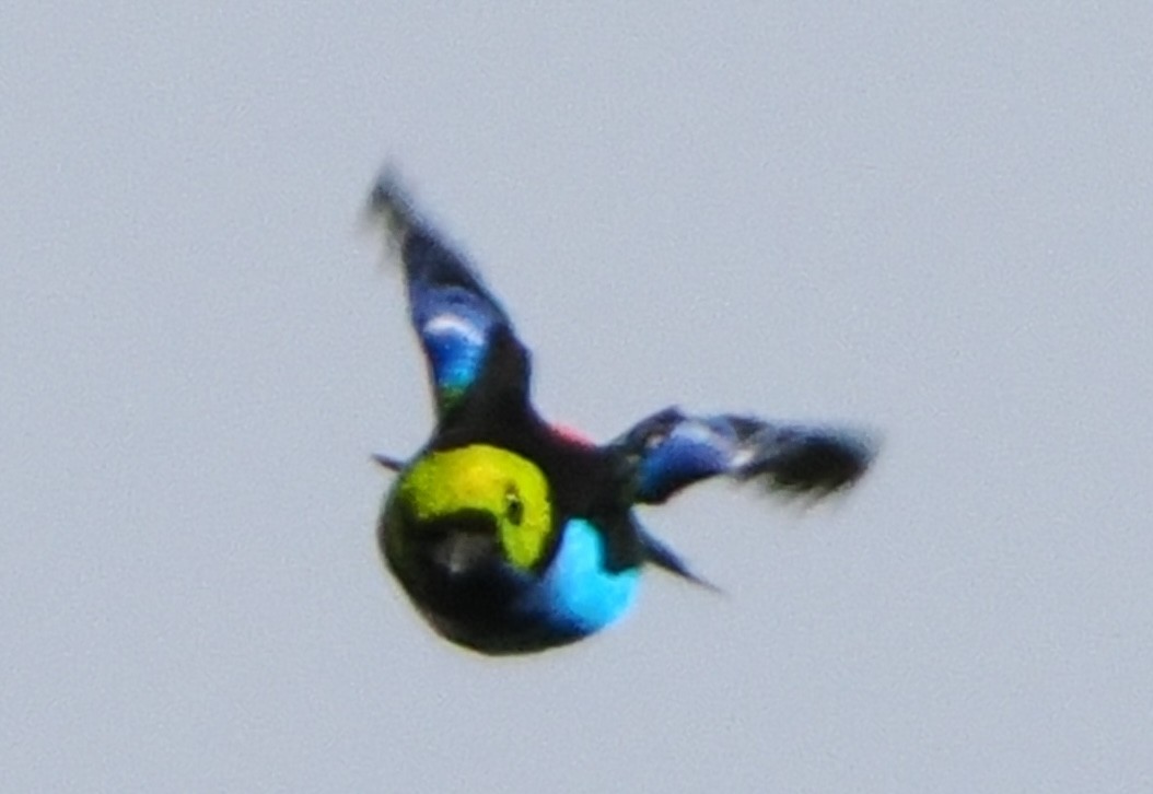 Paradise Tanager - Alexandre Vinot