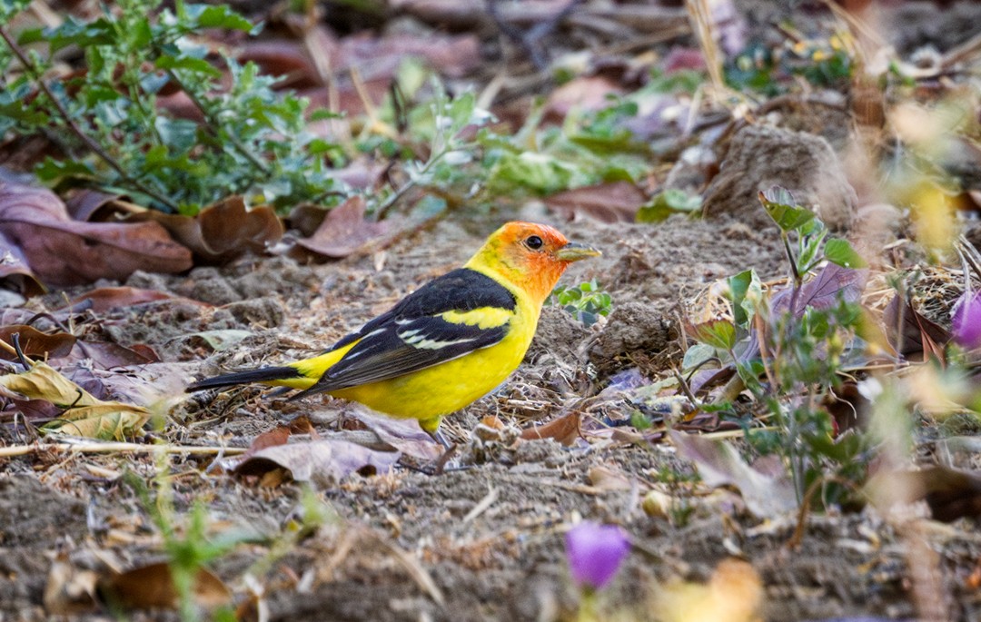 Western Tanager - ML617315336