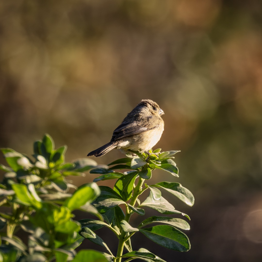 Cinnamon-rumped Seedeater - ML617315381