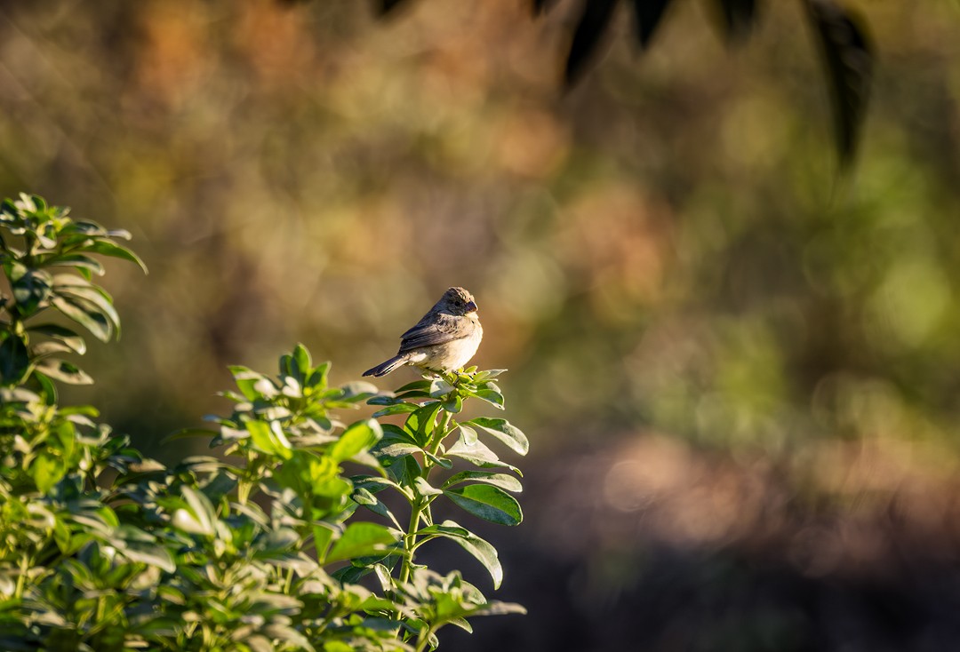 Cinnamon-rumped Seedeater - ML617315382