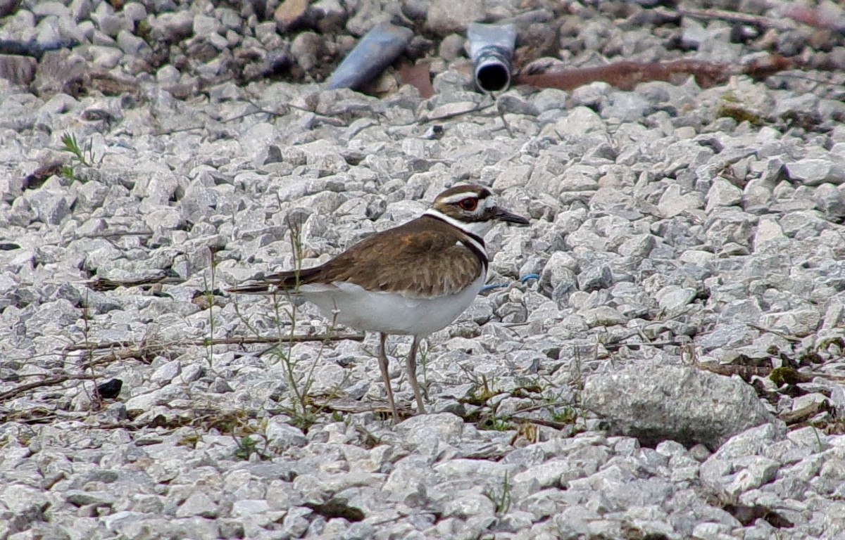 Killdeer - ML617315399