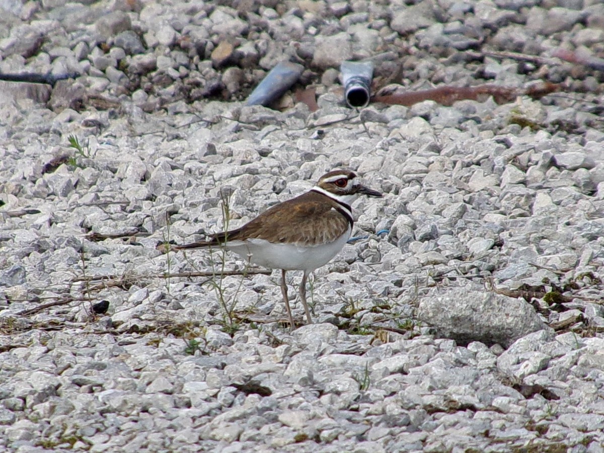 Killdeer - Connor Daugherty