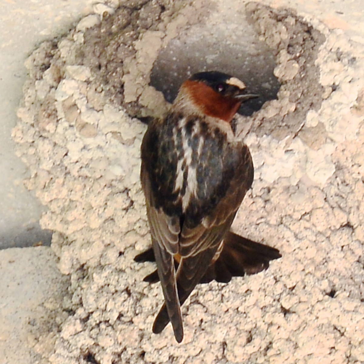 Cliff Swallow - ML617315407