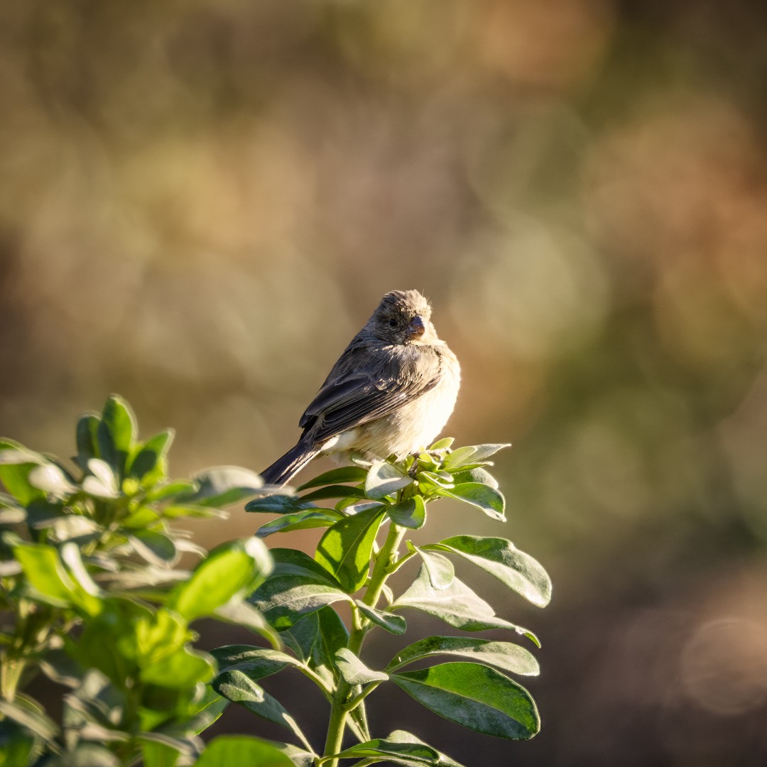 Cinnamon-rumped Seedeater - ML617315417