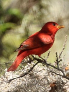 Summer Tanager - Brian O'Connor