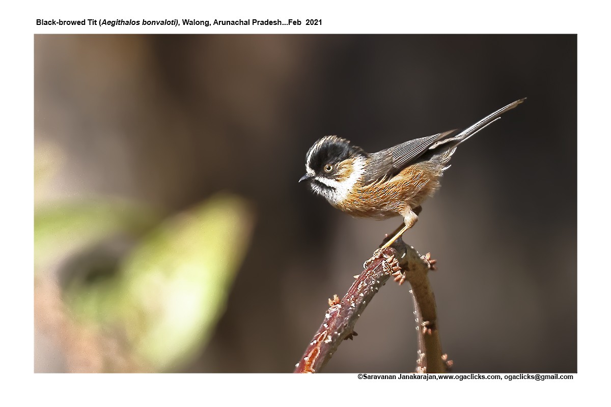 Black-browed Tit - ML617315458