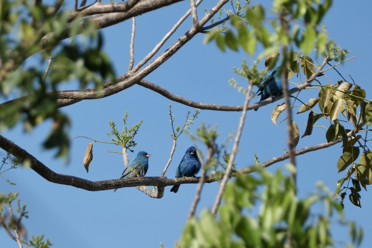 Indigo Bunting - Noah Frade