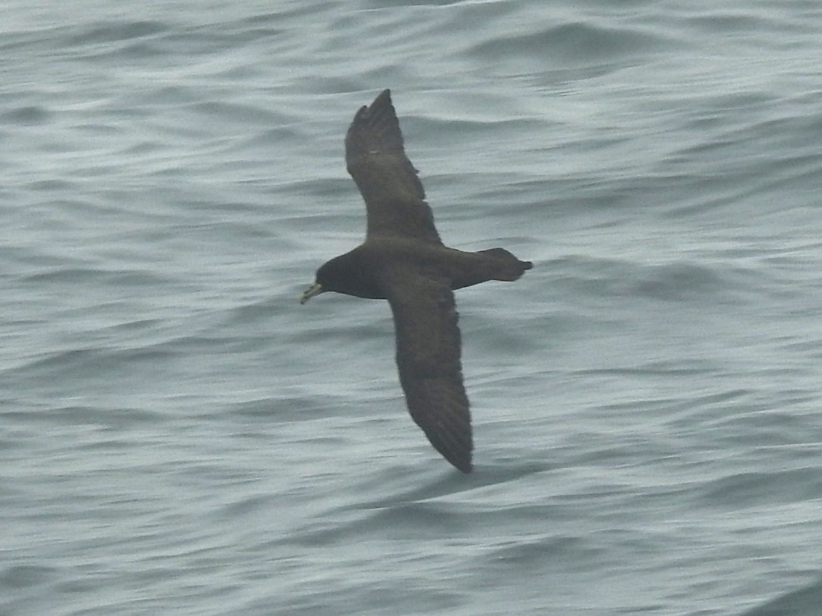 White-chinned Petrel - ML617315473