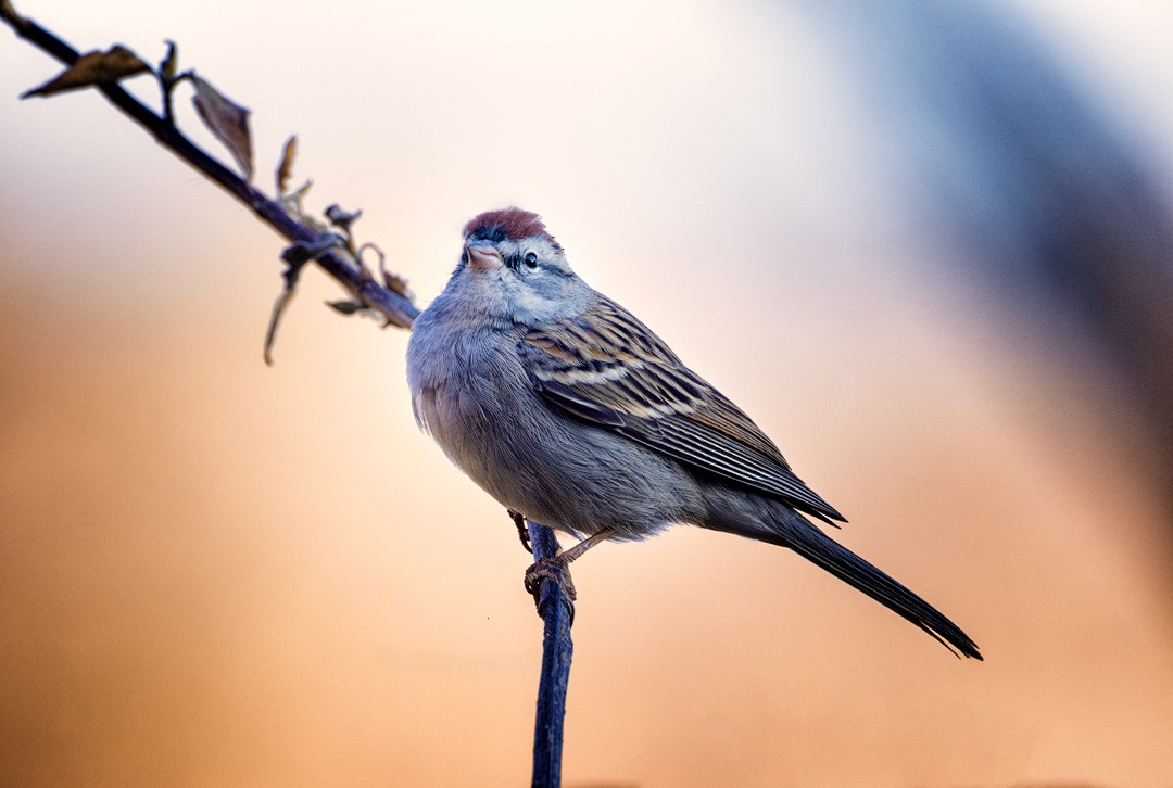 Chipping Sparrow - ML617315563