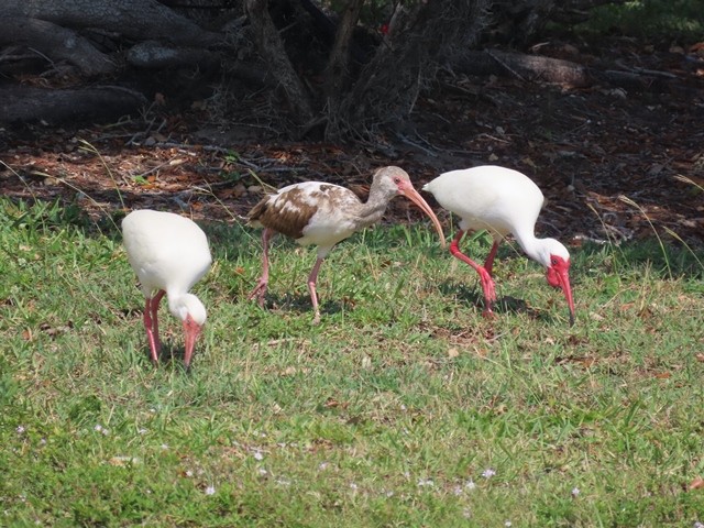 ibis bílý - ML617315567
