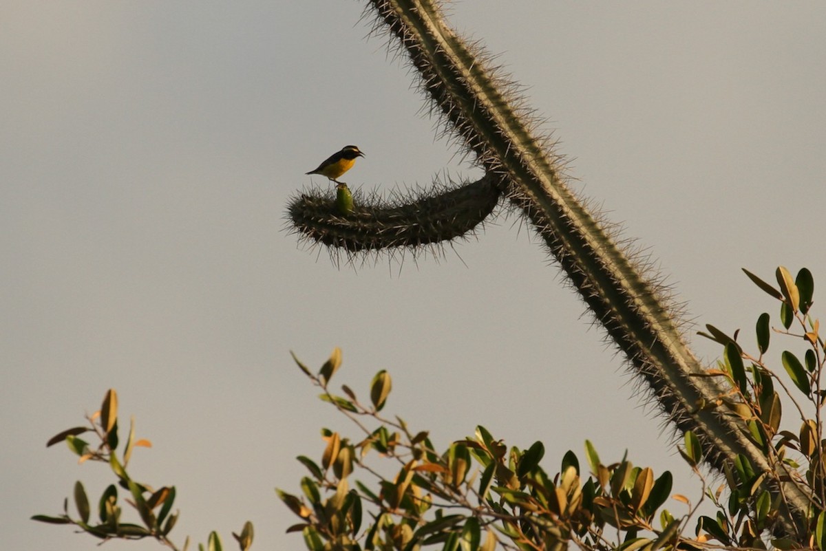 Bananaquit - ML617315570