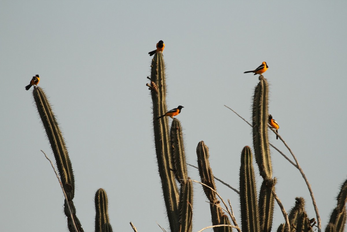 Venezuelan Troupial - ML617315585