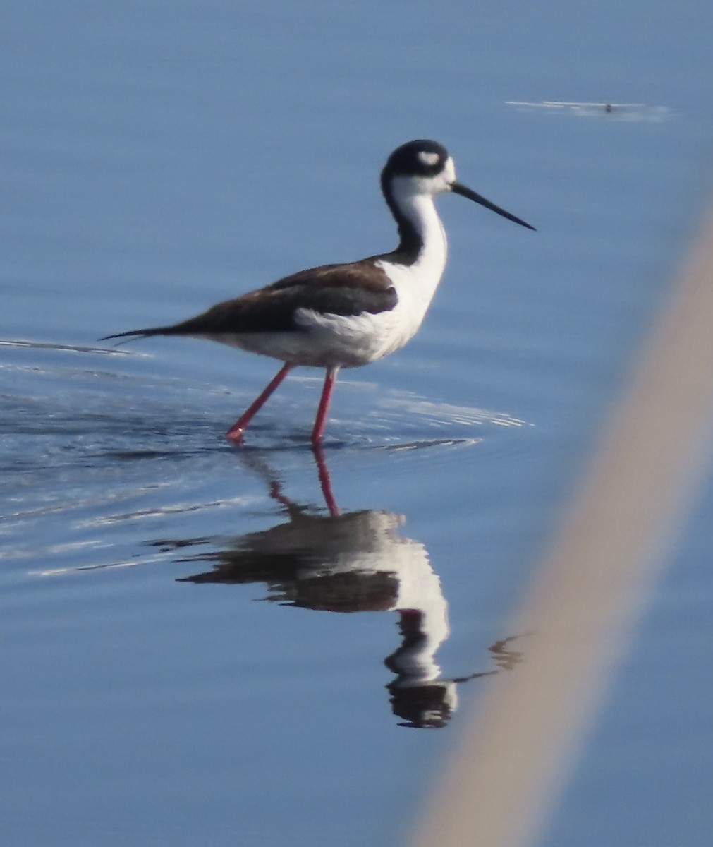 Black-necked Stilt - ML617315590