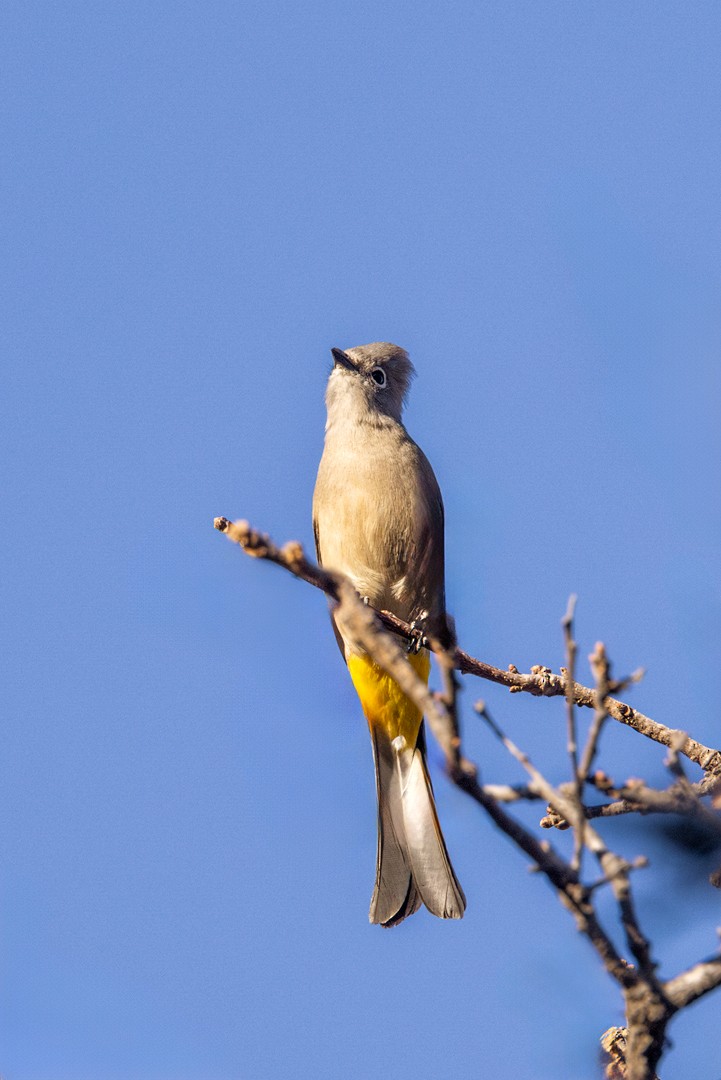 Gray Silky-flycatcher - Eric Dyck