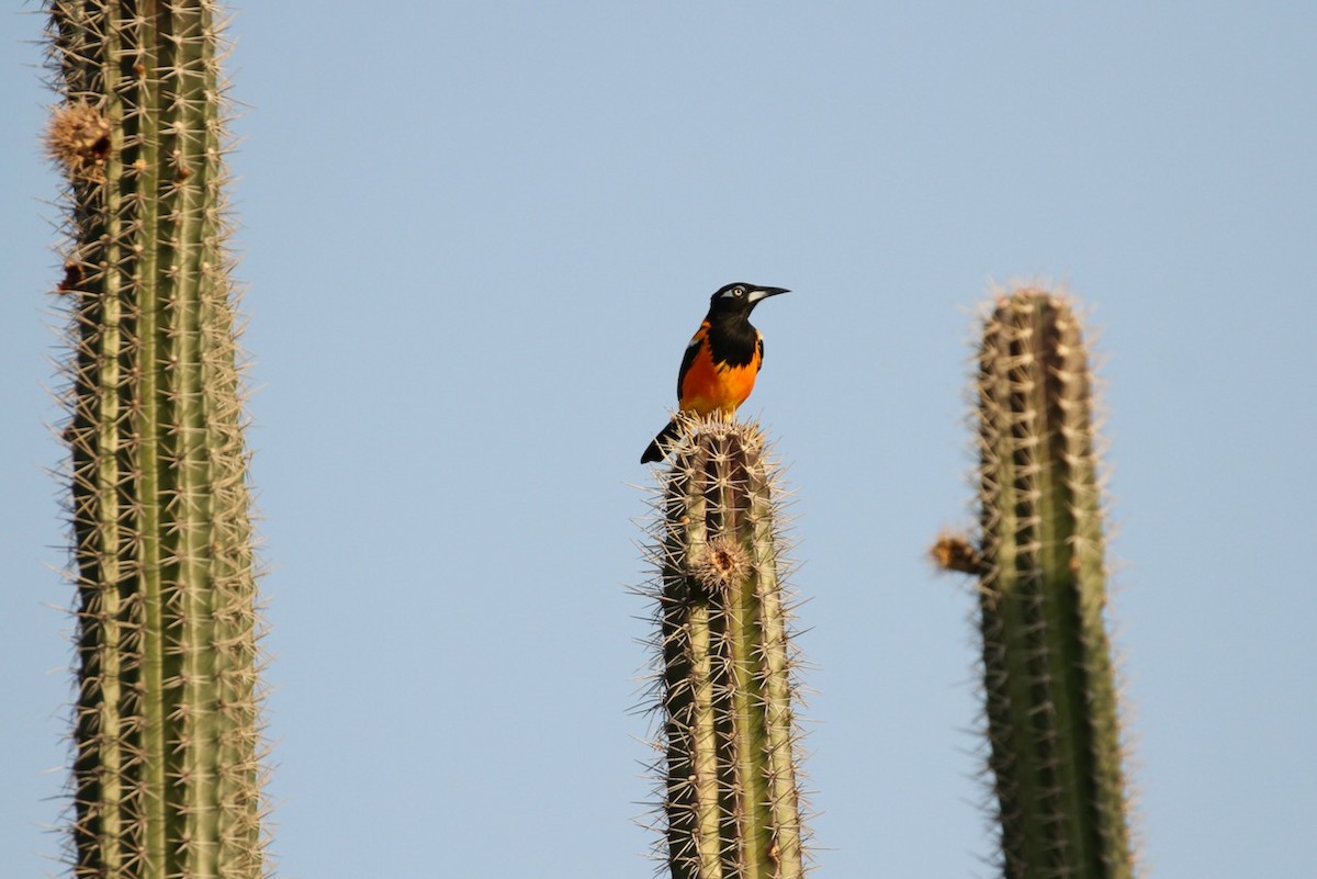 Venezuelan Troupial - ML617315623