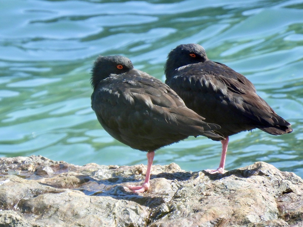 Variable Oystercatcher - ML617315649