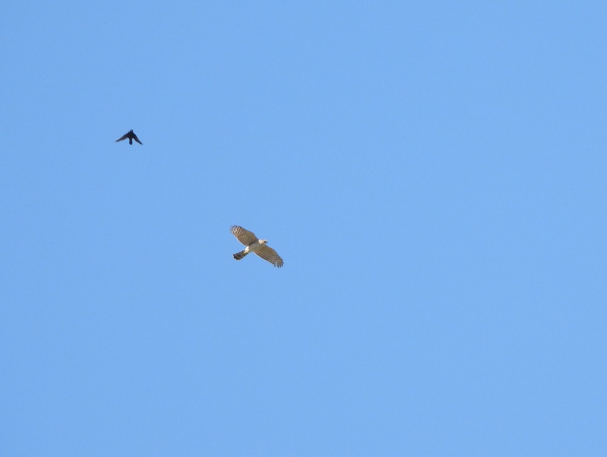 Sharp-shinned Hawk - ML617315677