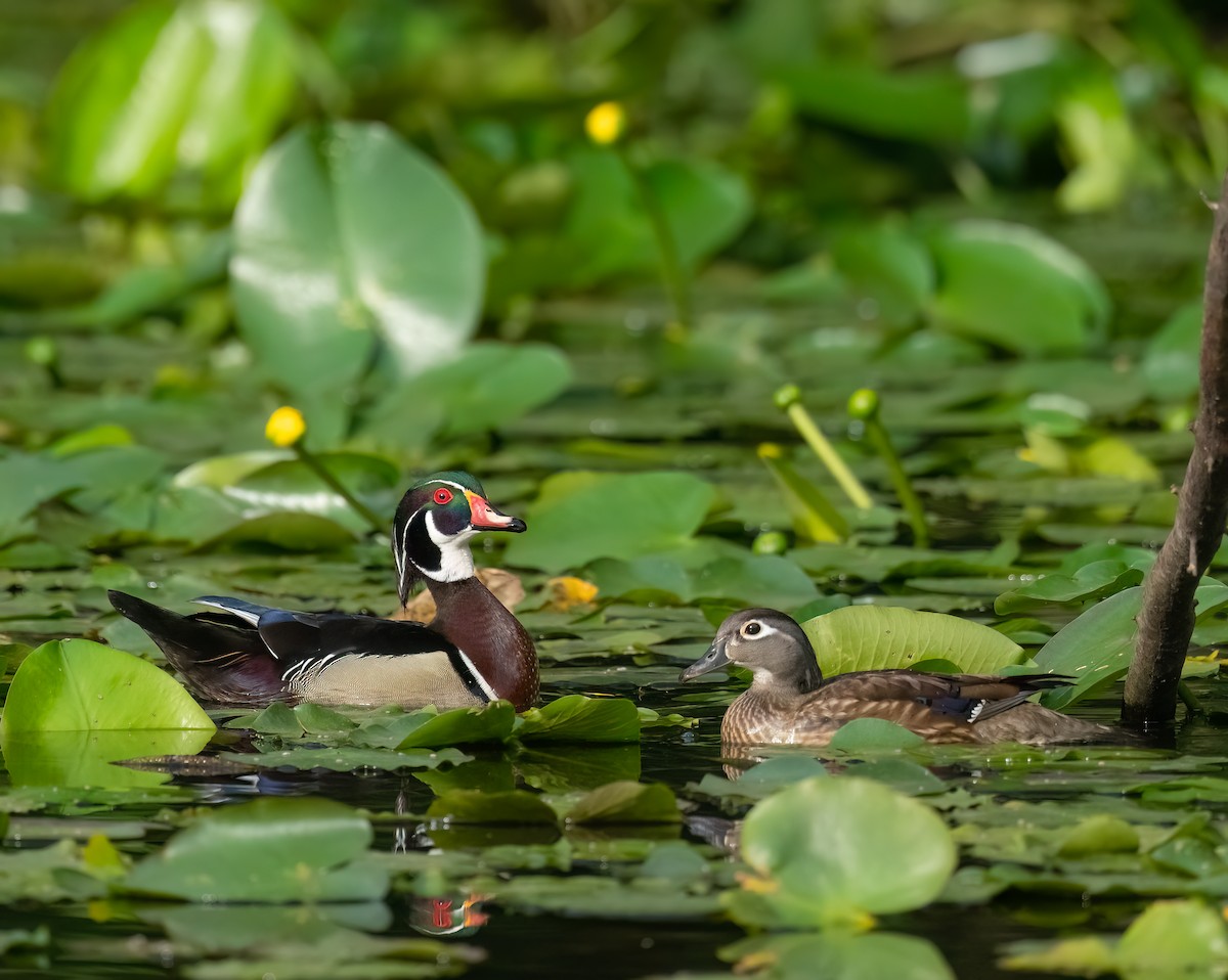 Wood Duck - ML617315688