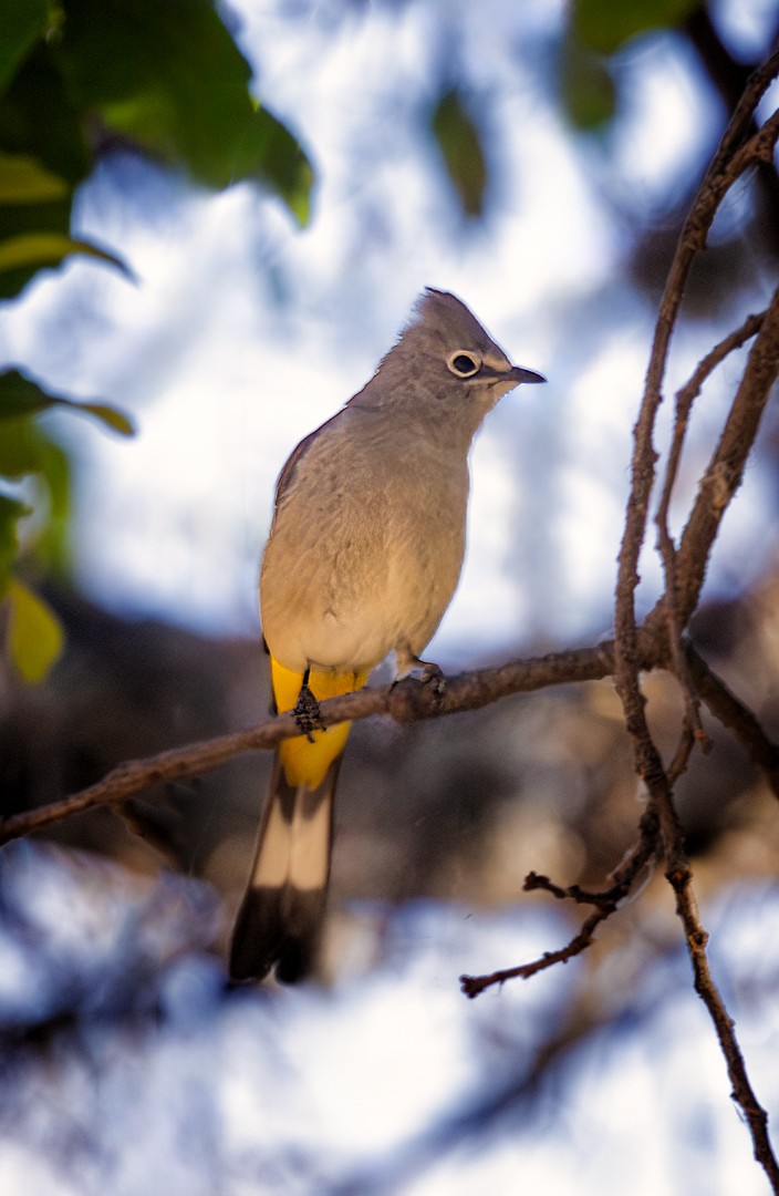 Gray Silky-flycatcher - ML617315727