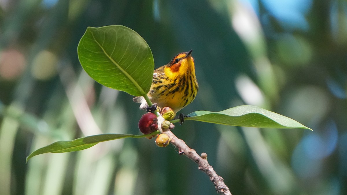 Cape May Warbler - ML617315742