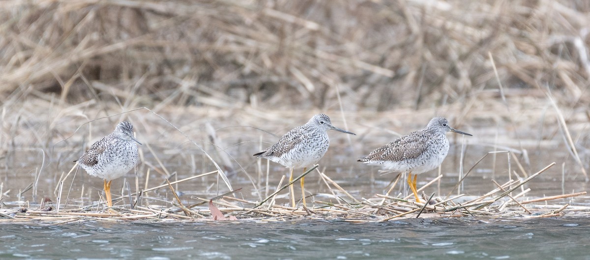 Greater Yellowlegs - ML617315761