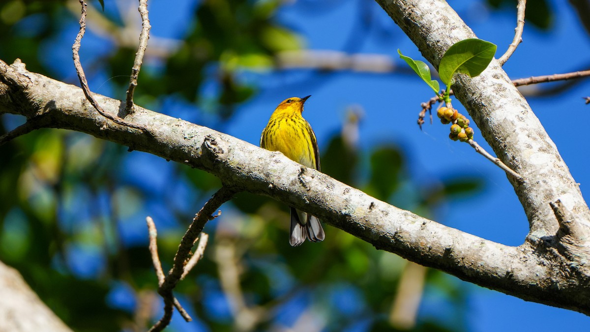 Cape May Warbler - ML617315770