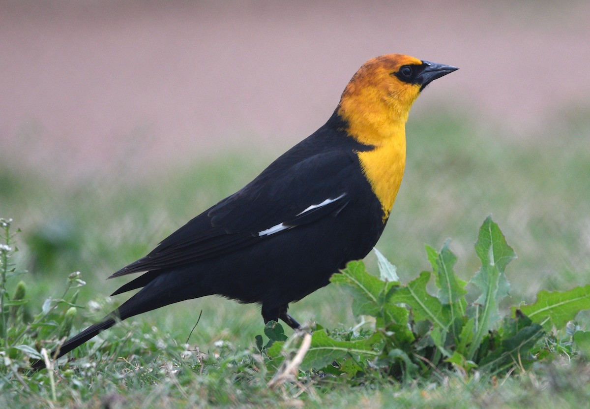 Yellow-headed Blackbird - ML617315775