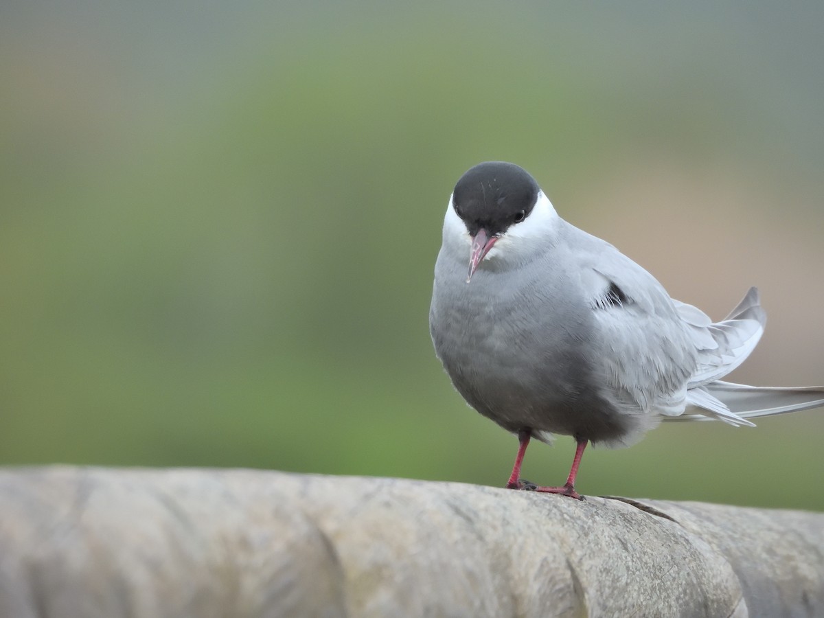 Whiskered Tern - Antonio Tamayo