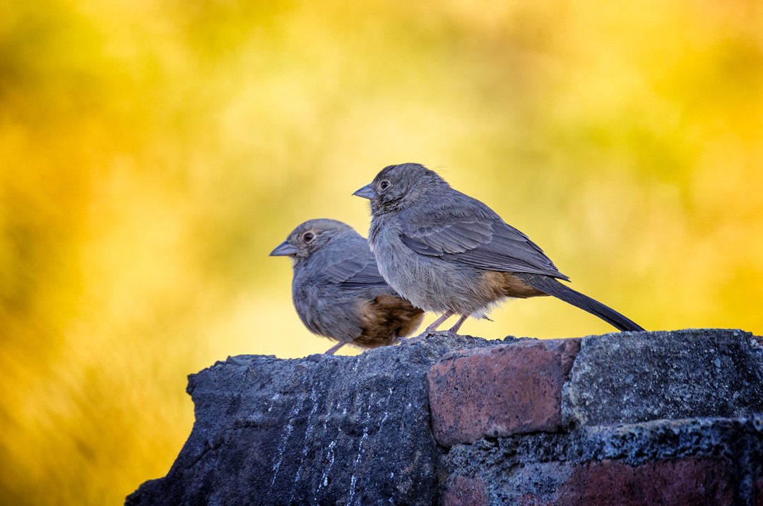 Canyon Towhee - ML617315804