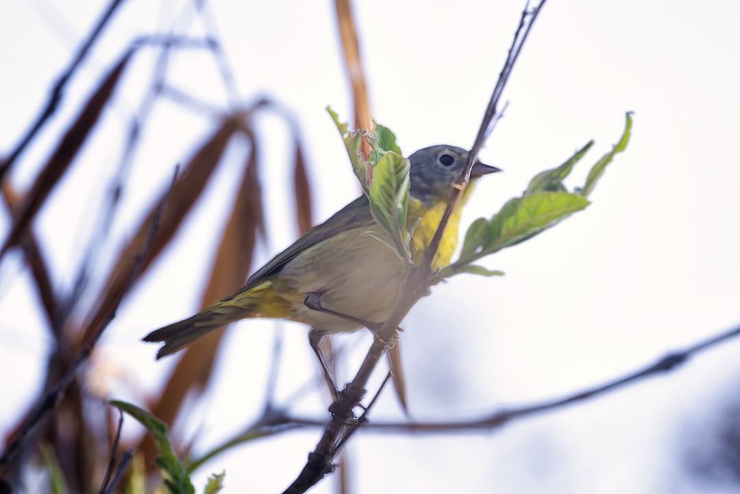 Nashville Warbler - ML617315824