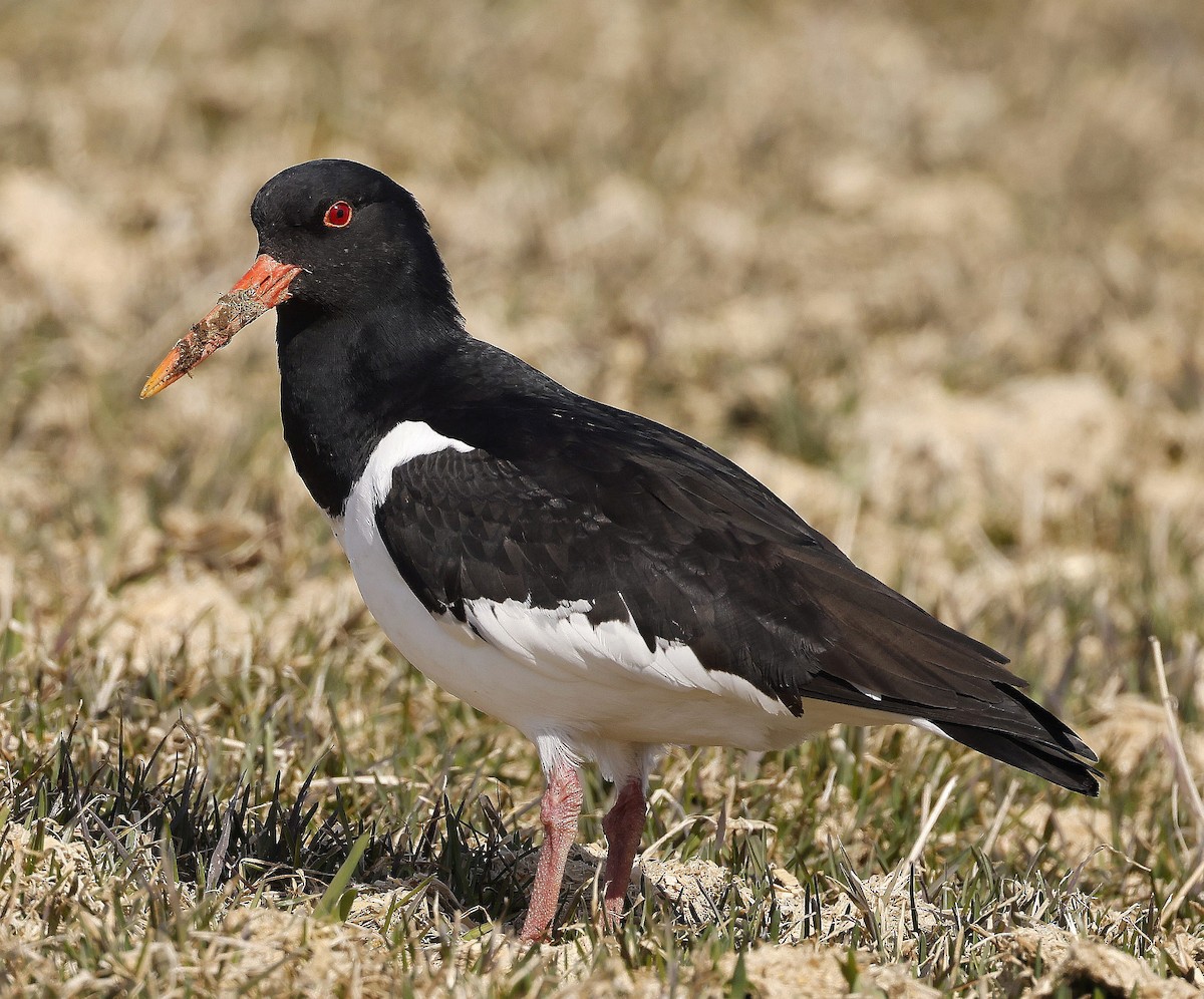 Eurasian Oystercatcher - ML617315825