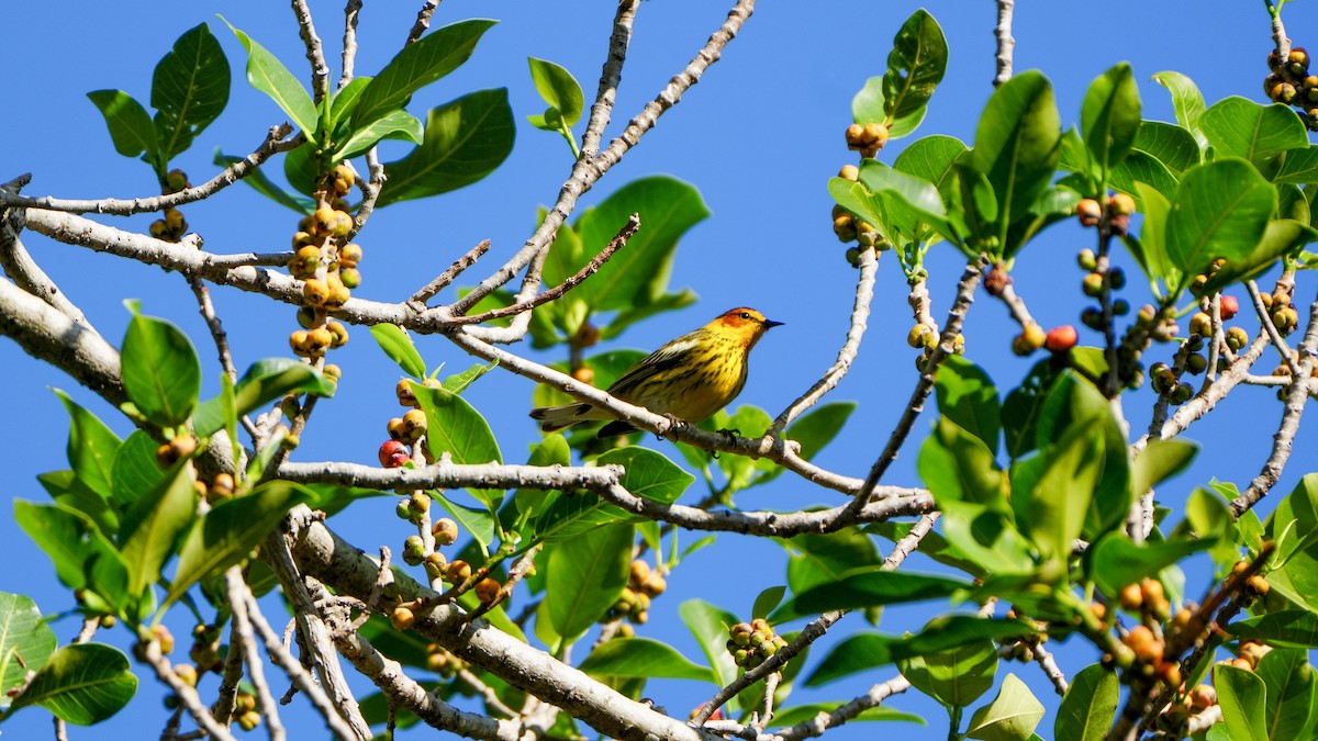 Cape May Warbler - ML617315832