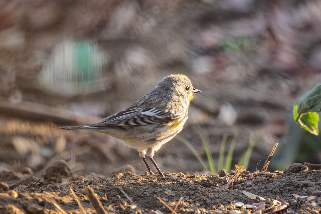 Yellow-rumped Warbler - ML617315837