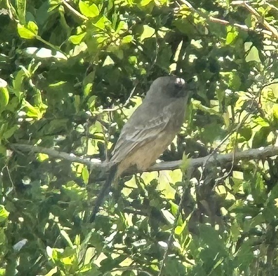 Say's Phoebe - ML617315857