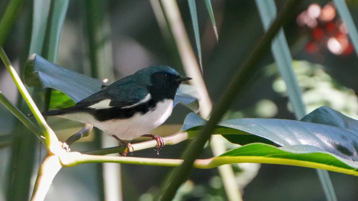 Black-throated Blue Warbler - ML617315884