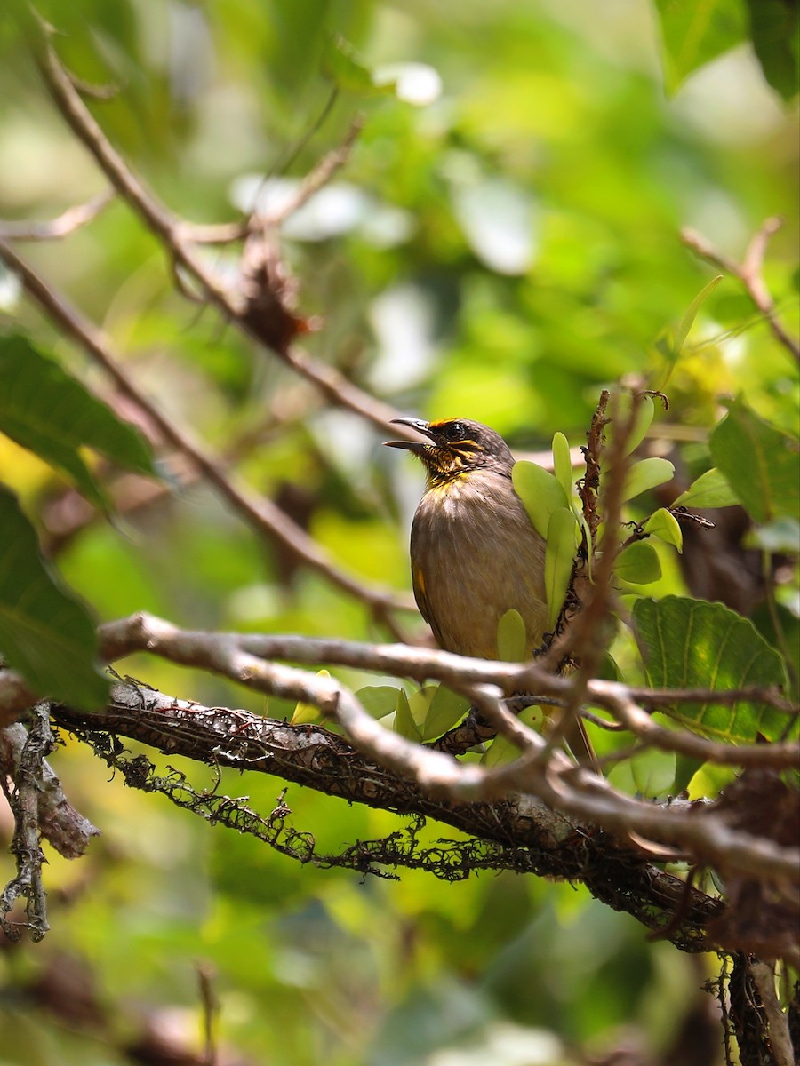 Stripe-throated Bulbul - ML617315887