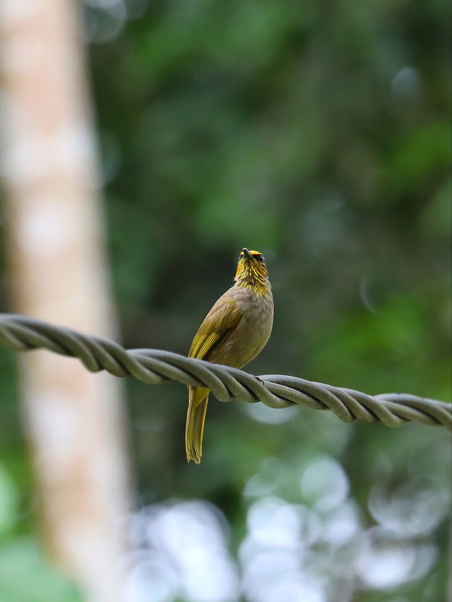 Stripe-throated Bulbul - ML617315891