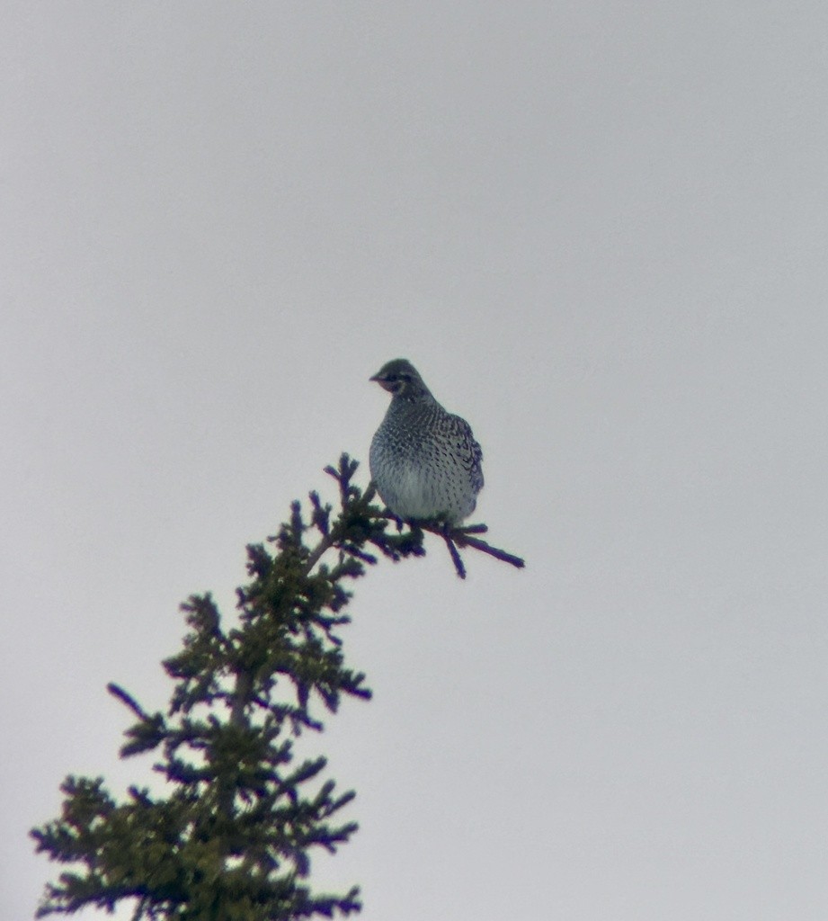 Sharp-tailed Grouse - ML617315943