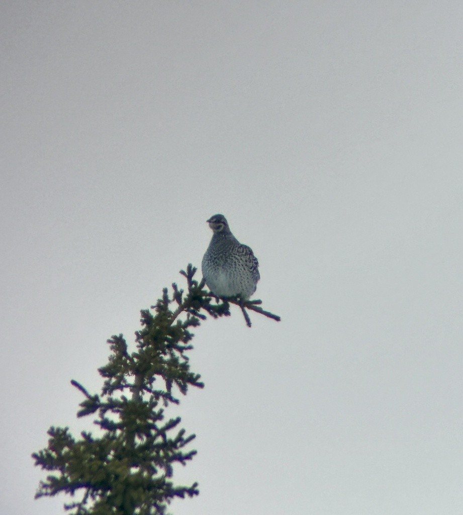 Sharp-tailed Grouse - ML617315944