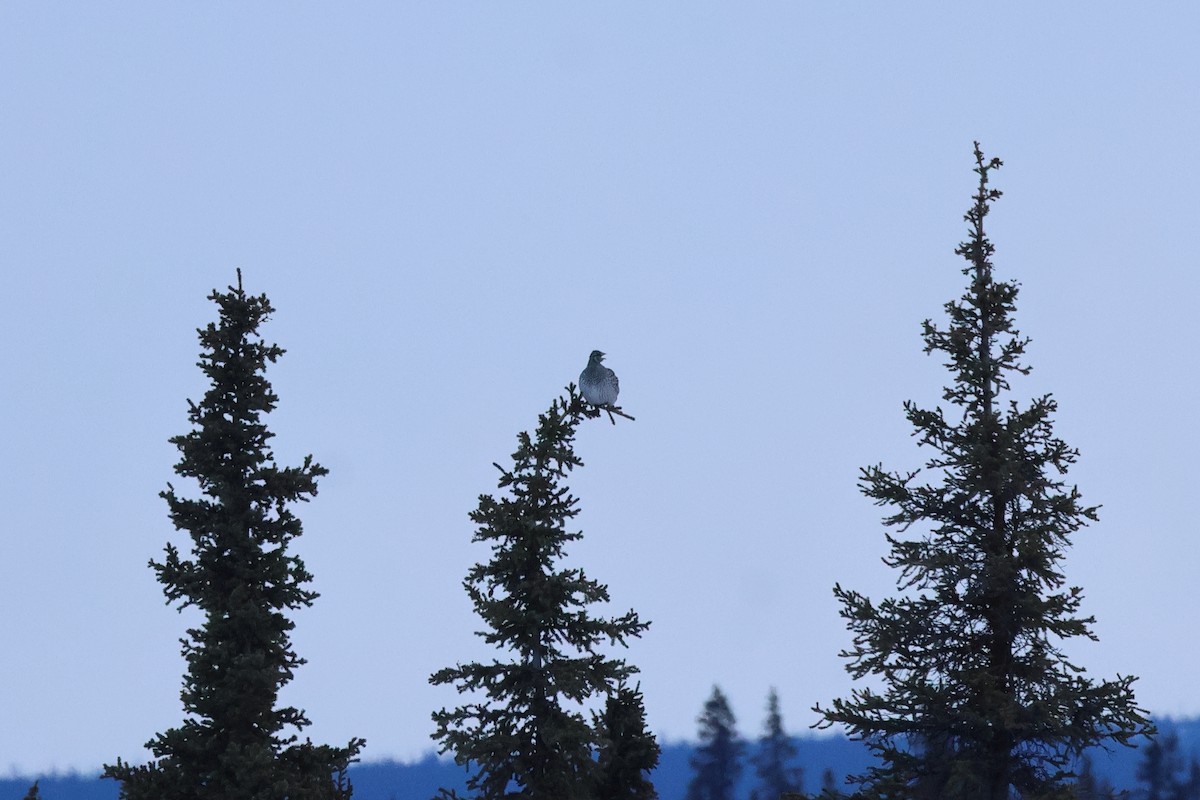 Sharp-tailed Grouse - ML617315957