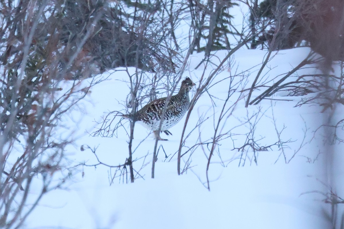 Sharp-tailed Grouse - ML617315958