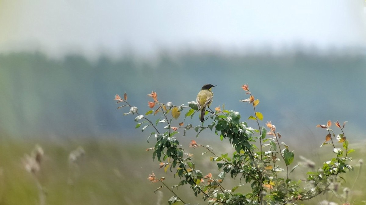 Western Yellow Wagtail - Dragan Simic