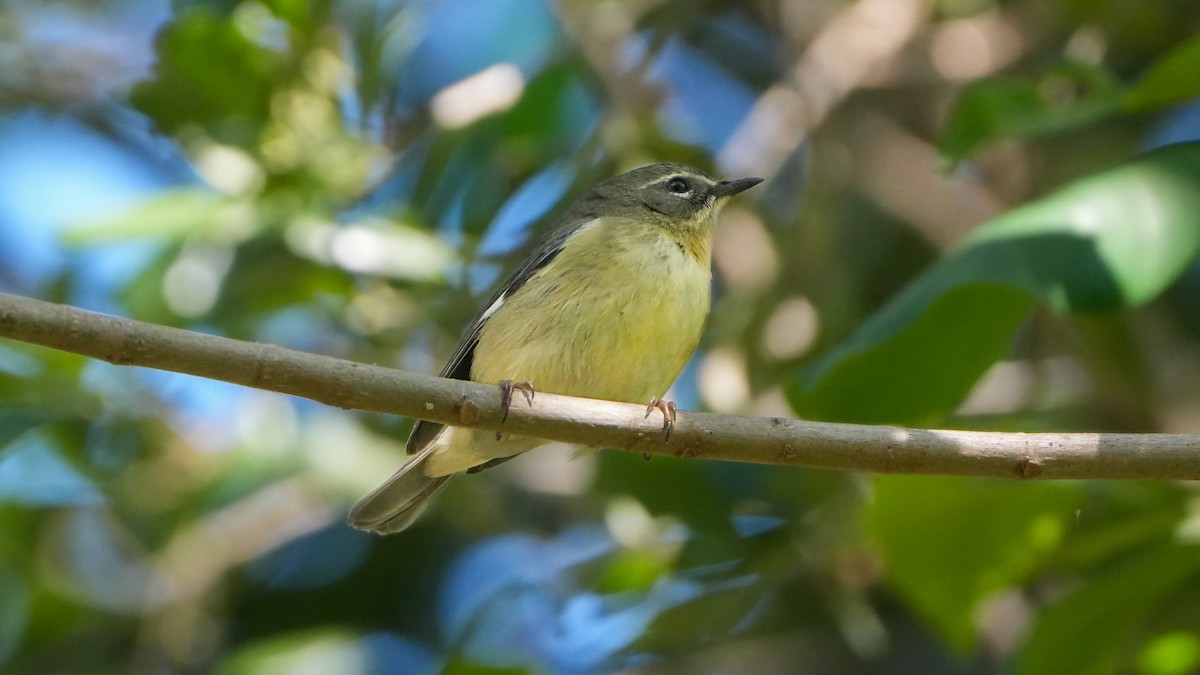 Black-throated Blue Warbler - ML617315971