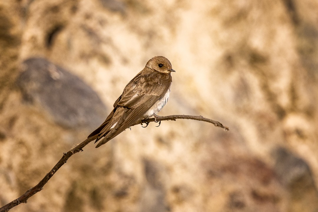 Northern Rough-winged Swallow - ML617315976