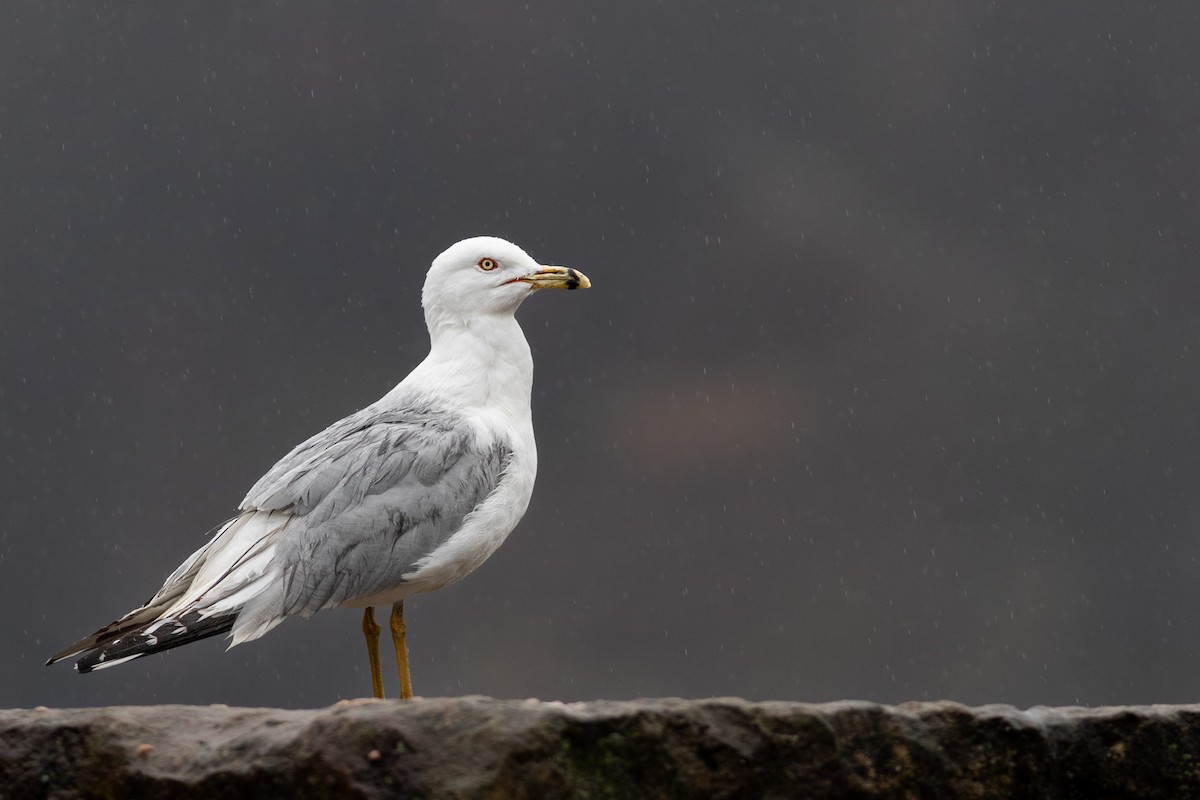 Ring-billed Gull - ML617315983